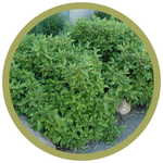 Cornus sericea 'Bailadeline' Firedance Dogwood