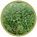 Cornus stolonifera 'Farrow' Arctic Fire Red Red Osier Dogwood