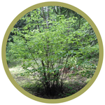 Corylus cornuta Beaked Hazelnut