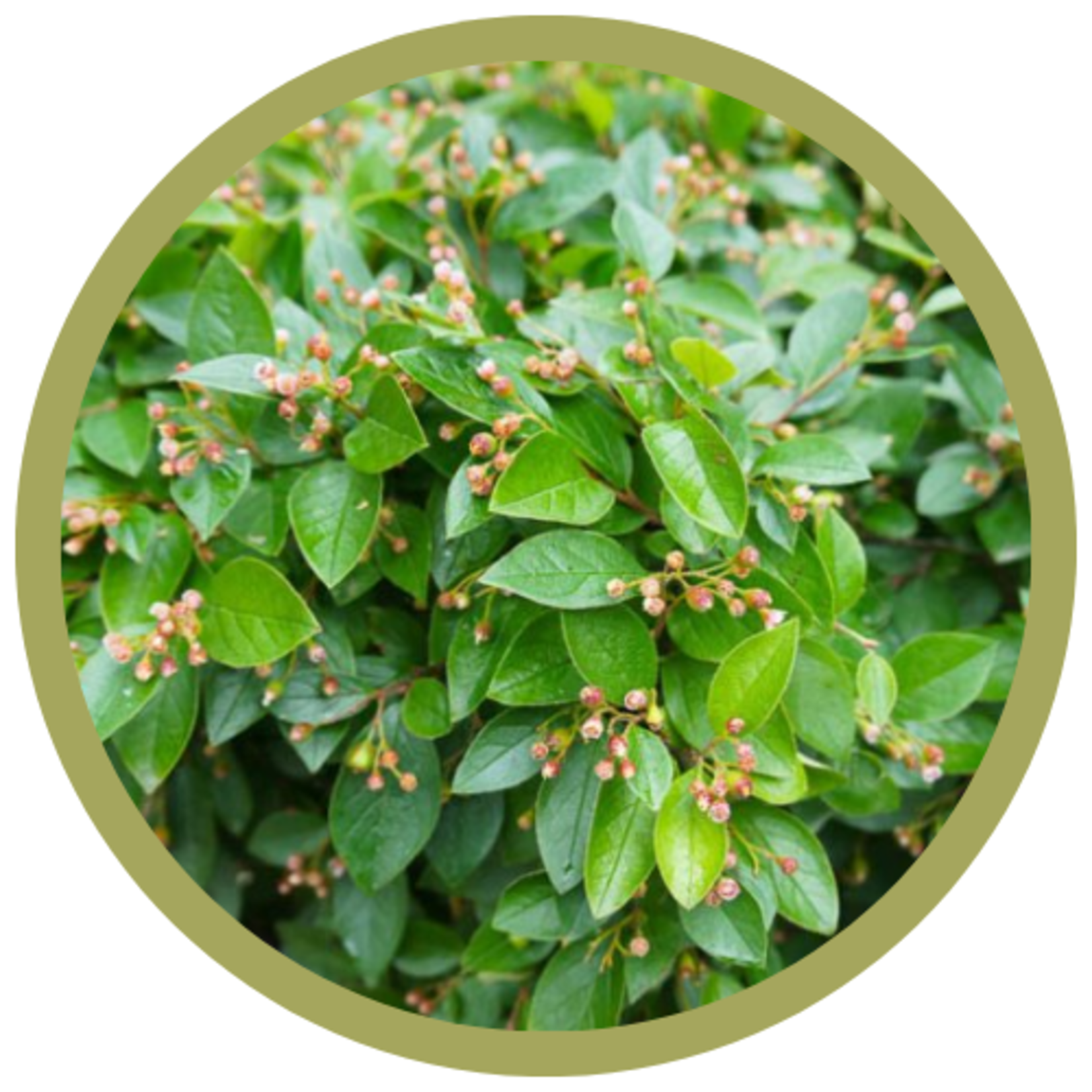 Cotoneaster lucidus Hedge Cotoneaster