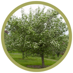 Crataegus x mordenensis 'Snowbird' Hawthorn