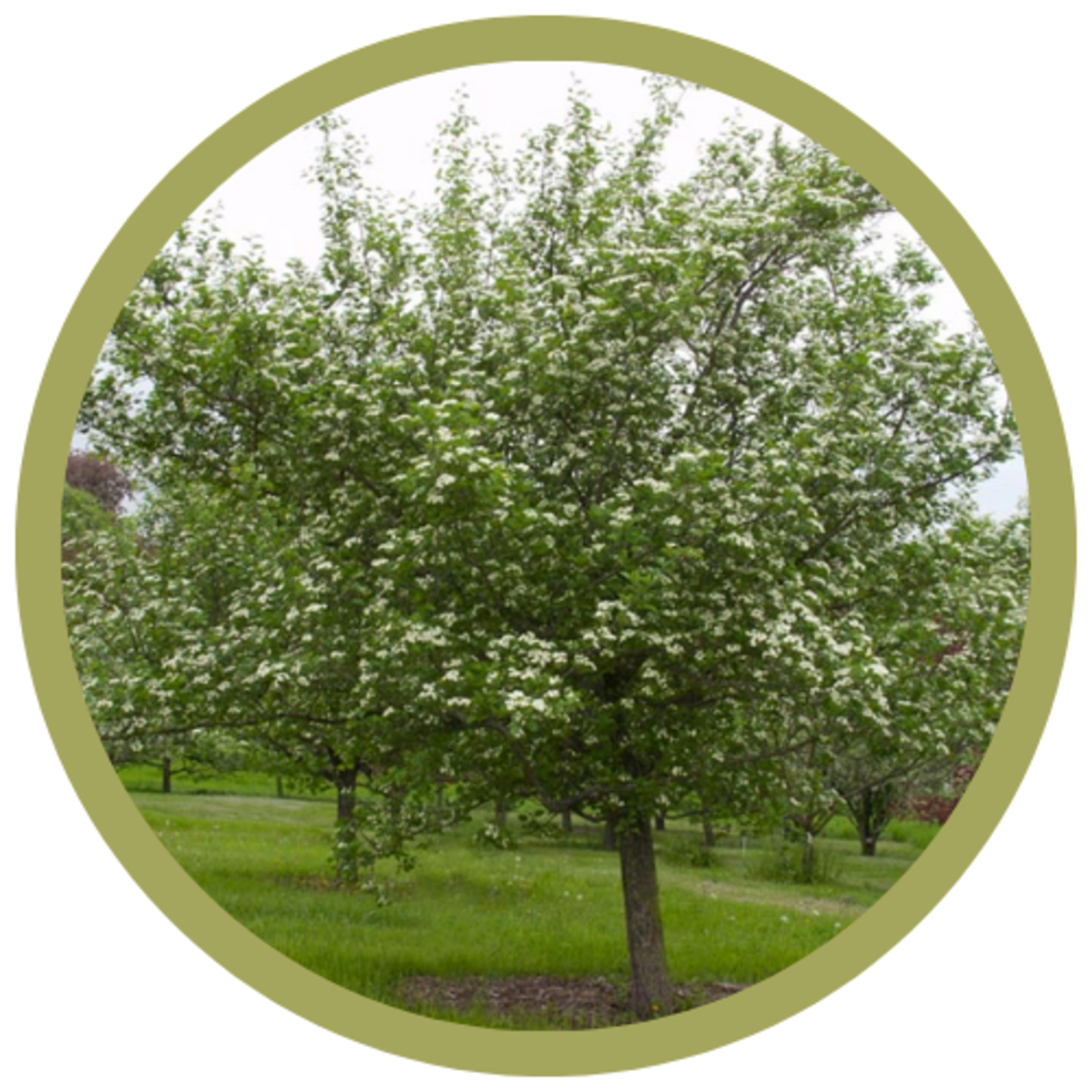 Crataegus x mordenensis 'Snowbird' Hawthorn