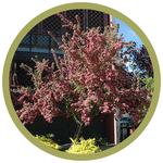 Crataegus x mordenensis 'Toba' Hawthorn