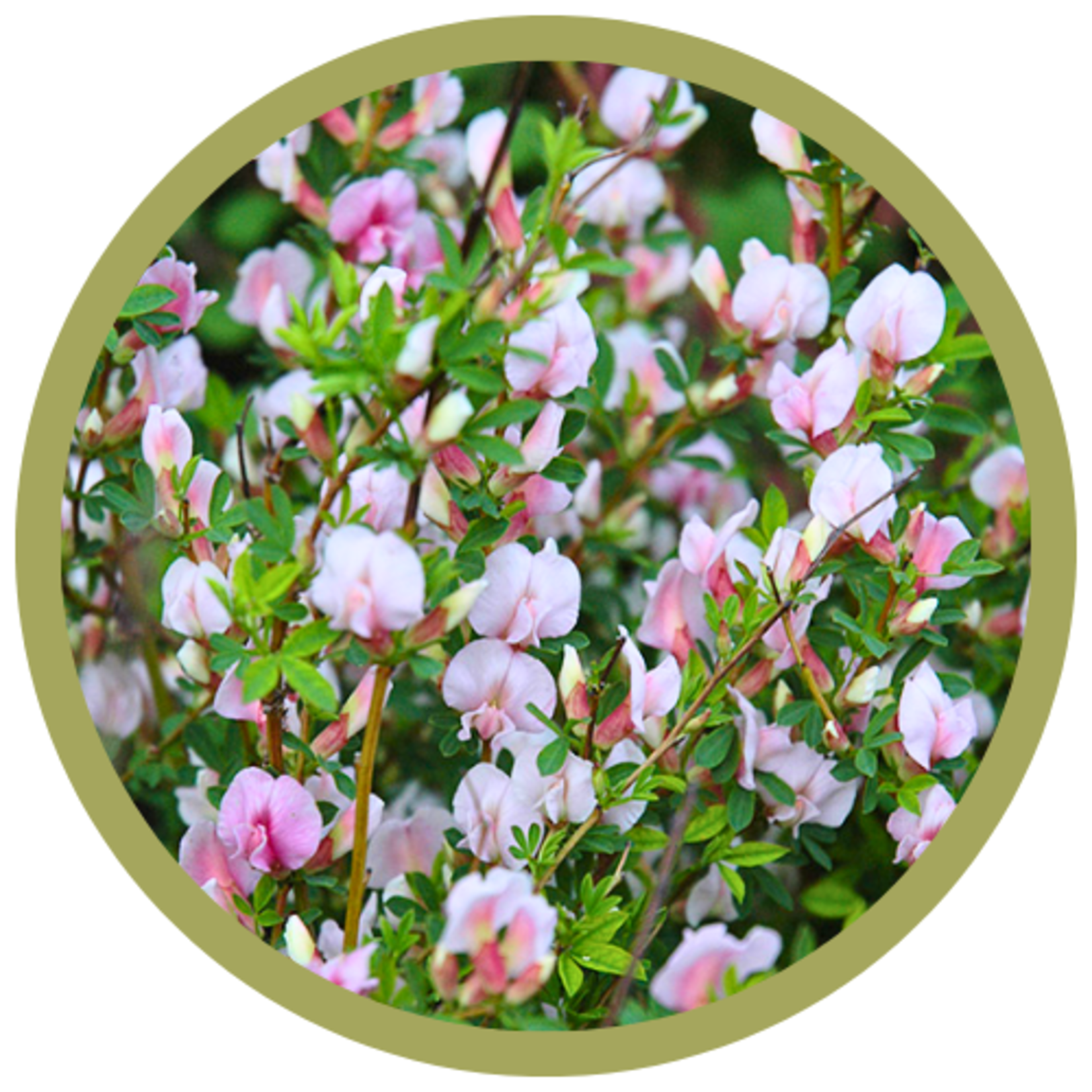 Cytisus purpureus Purple Broom