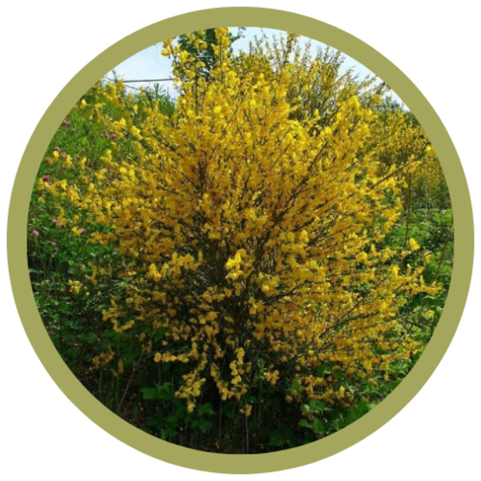 Cytisus scoparius Yellow Broom