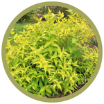 Diervilla rivularis Dwarf Honeysuckle