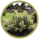 Diervilla sessilifolia 'LPDC Podaras' Cool Splash Dwarf Honeysuckle