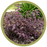 Diervilla splendens 'Firefly Nightglow' Dwarf Honeysuckle