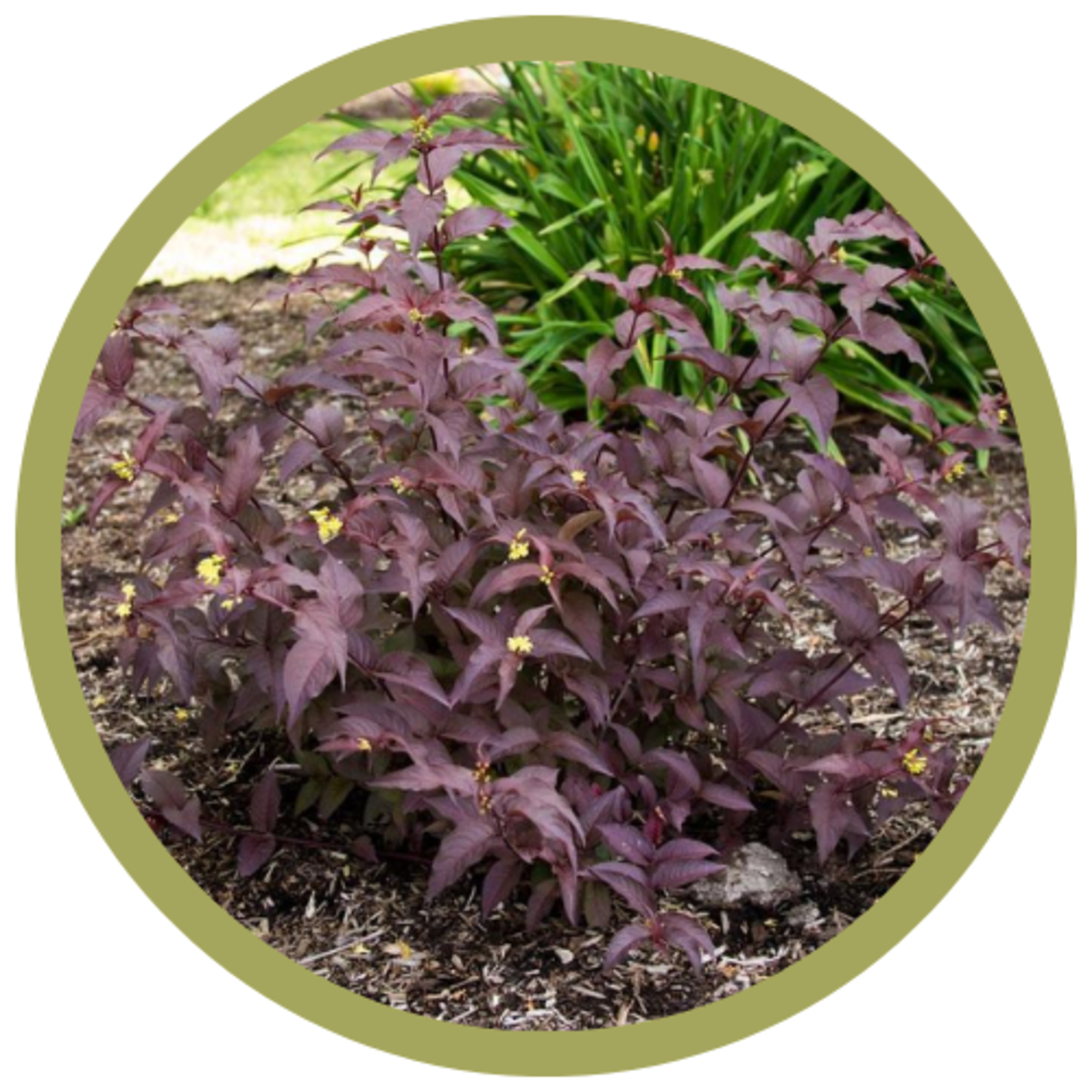 Diervilla splendens 'Firefly Nightglow' Dwarf Honeysuckle