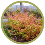 Diervilla x 'G2X88544' Kodiak Orange Diervilla