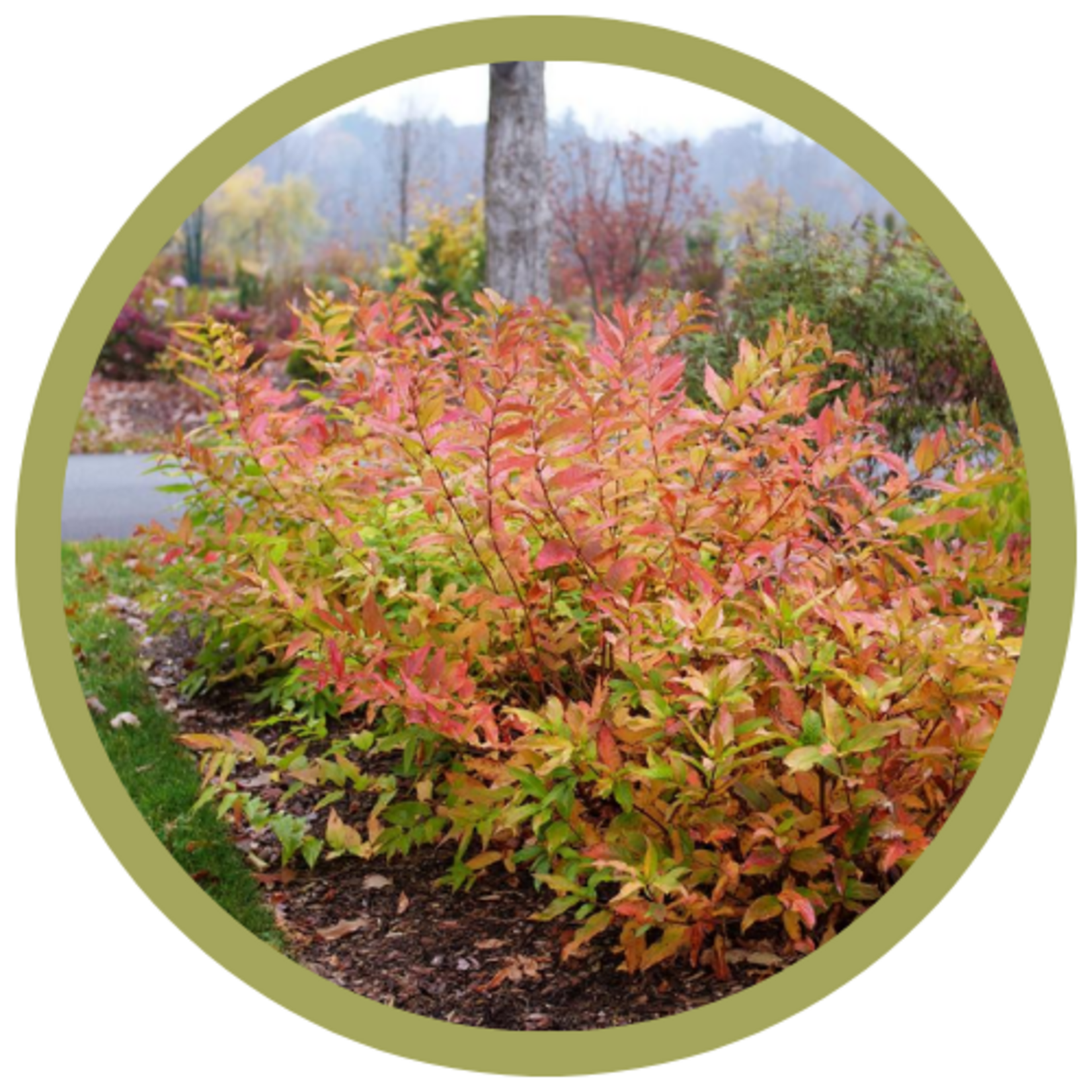 Diervilla x 'G2X88544' Kodiak Orange Diervilla