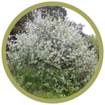 Elaeagnus angustifolia Russian Olive