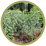 Elaeagnus x  'Jefsil' Silverado Hybrid Olive