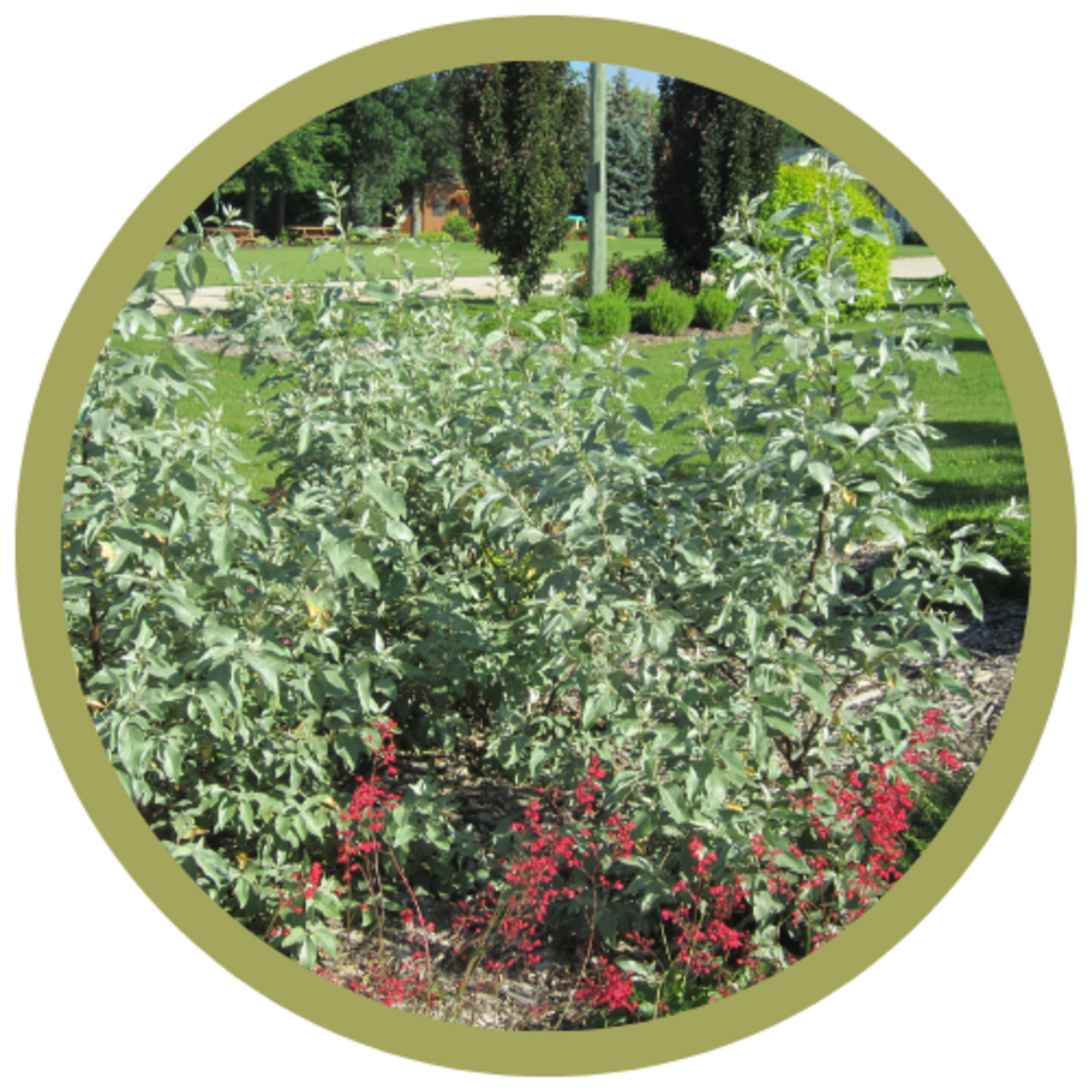 Elaeagnus x  'Jefsil' Silverado Hybrid Olive