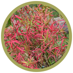 Euonymus nanus 'Turkestanica' Turkestan Burning Bush