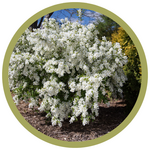 Exochorda x macrantha 'Bailmoon' Lotus Moon Pearlbush
