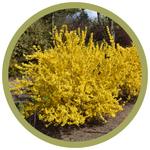Forsythia ovata 'Kolgold' Magical Gold