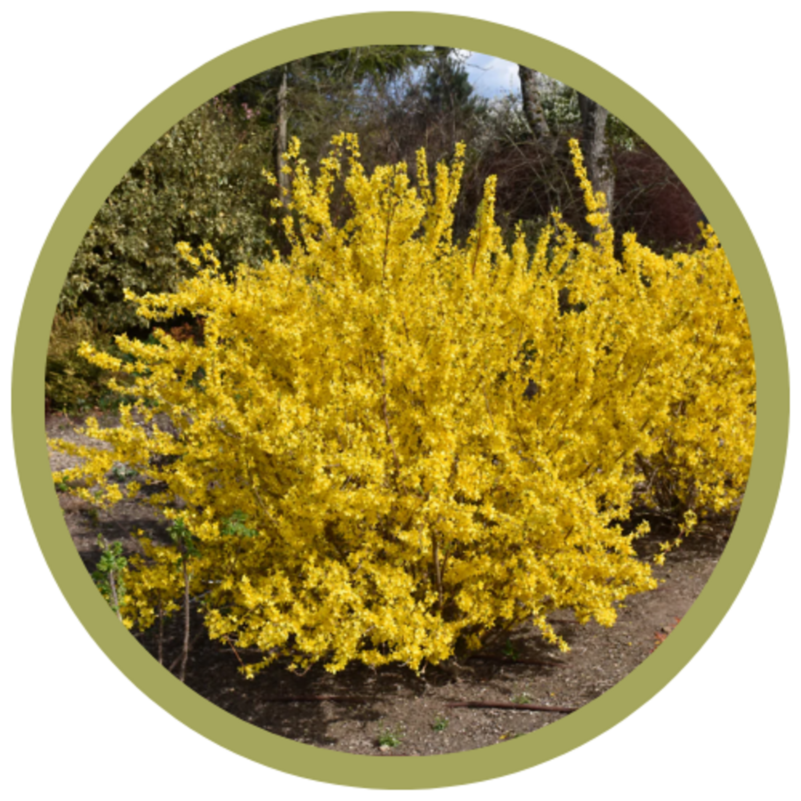 Forsythia ovata 'Kolgold' Magical Gold