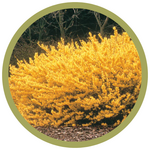 Forsythia x 'Northern Gold' Forsythia