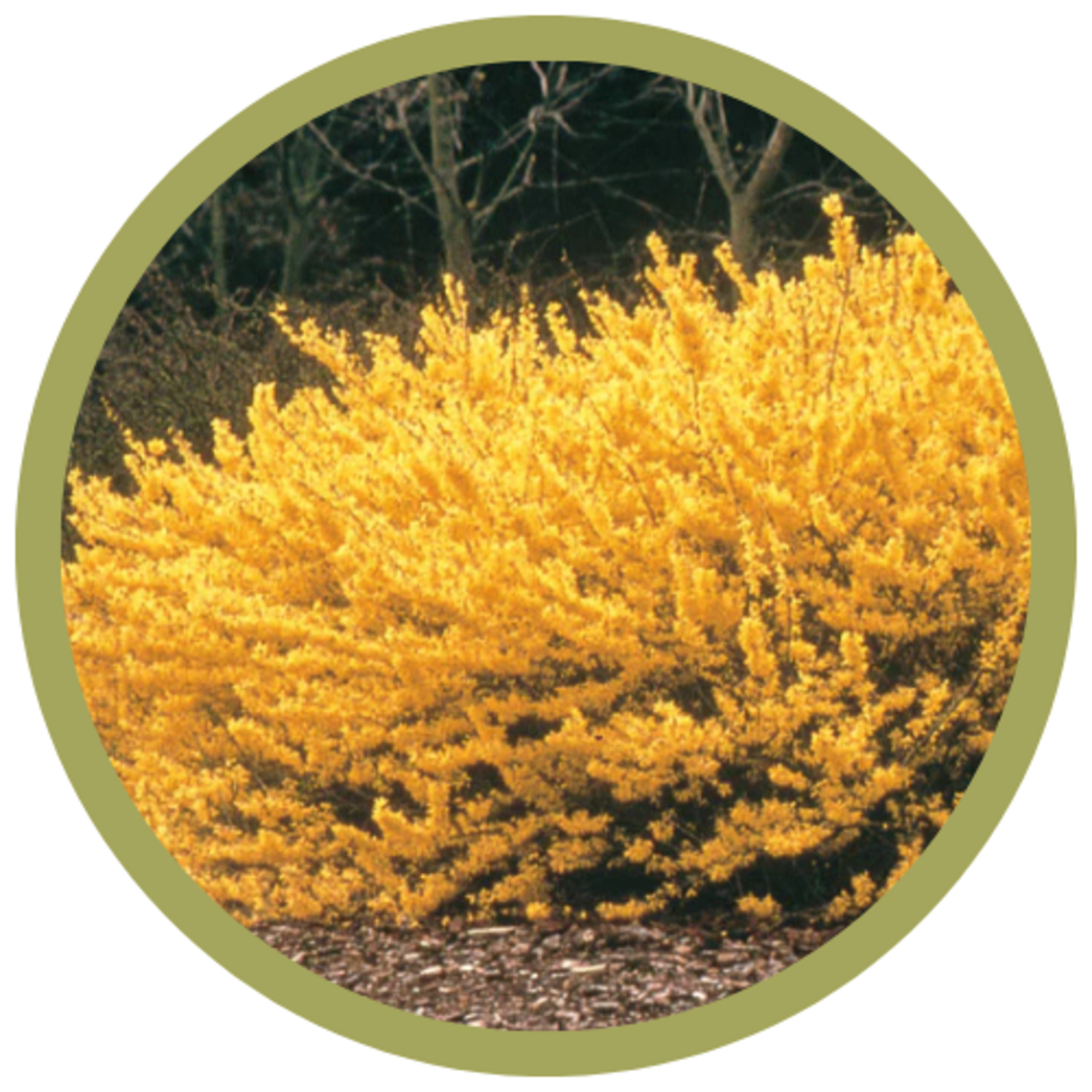 Forsythia x 'Northern Gold' Forsythia