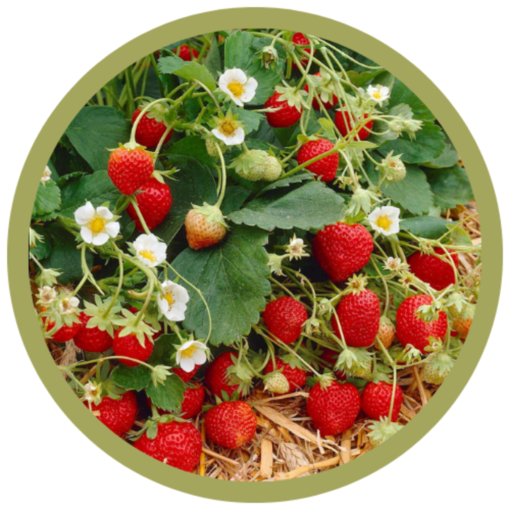 Fragaria x ananassa 'Albion' Everbearing Strawberry