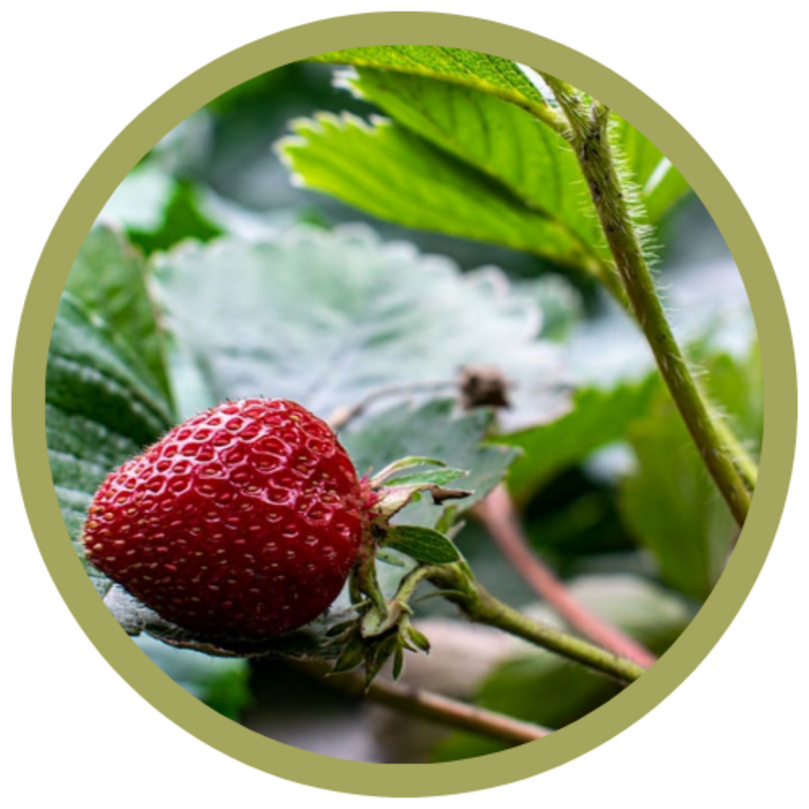 Fragaria x ananassa 'Seascape' Everbearing Strawberry