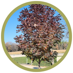 Fraxinus americana 'Jefwis' Nobility Ash