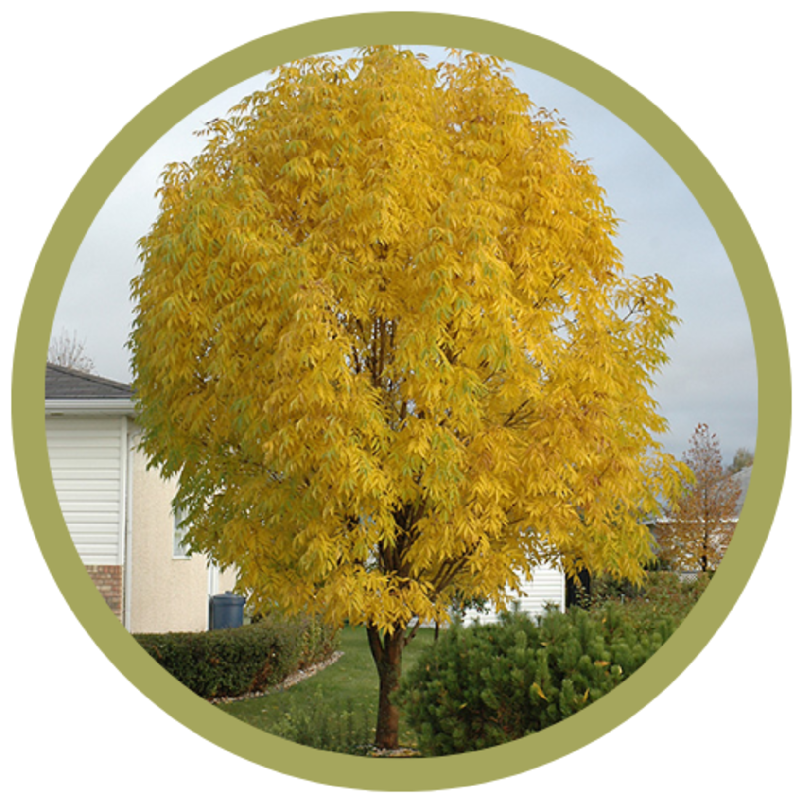 Fraxinus mandshurica 'Mancana' Manchurian Ash