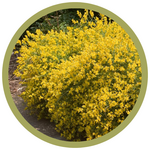 Genista lydia Lydian Broom