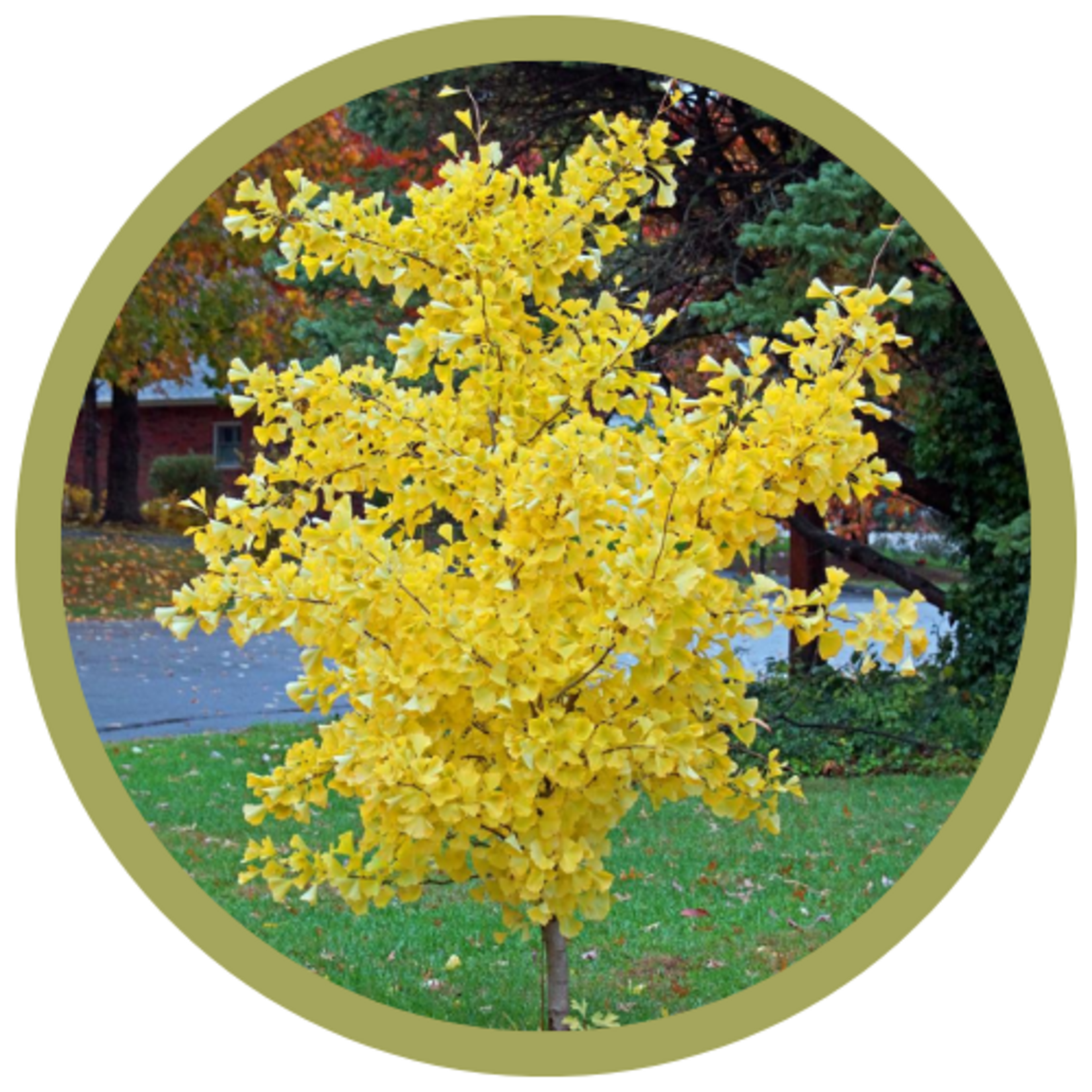 Ginkgo biloba 'Autumn Gold' Maidenhair Tree