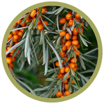 Hippophae rhamnoides Sea Buckthorn (Male)