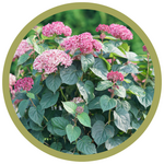 Hydrangea arborescens 'Invincibelle' Garnetta