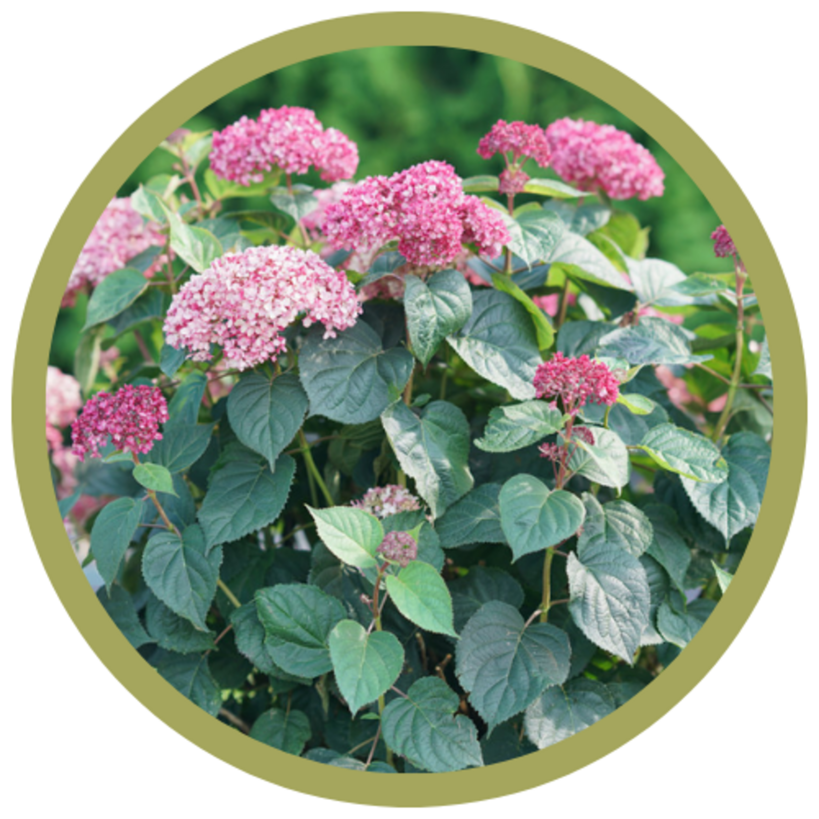 Hydrangea arborescens 'Invincibelle' Garnetta