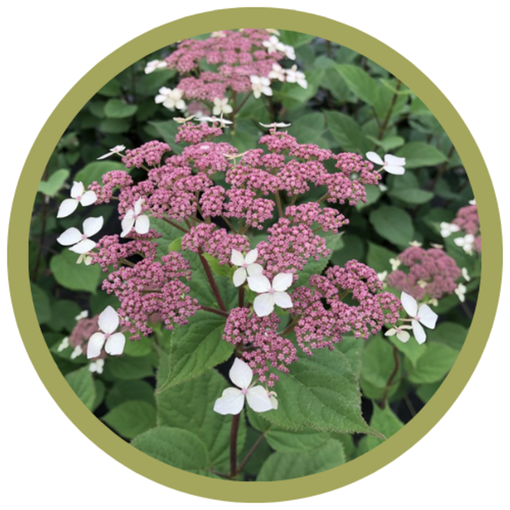 Hydrangea arborescens 'Invincibelle' Lace