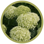 Hydrangea arborescens 'Invincibelle' Limetta