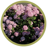 Hydrangea arborescens 'Kolpinbel' Pinkerella