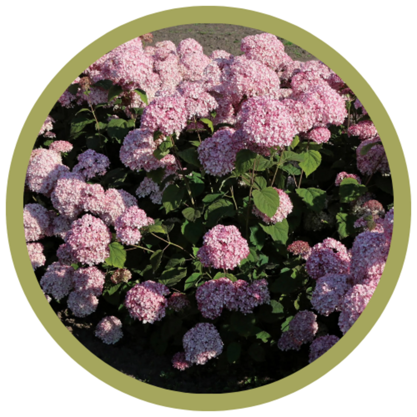 Hydrangea arborescens 'Kolpinbel' Pinkerella