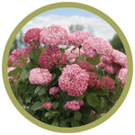 Hydrangea arborescens 'NCHA2' Invincibelle Spirit II