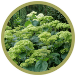 Hydrangea arborescens 'SMNHRL' Invincibelle Sublime