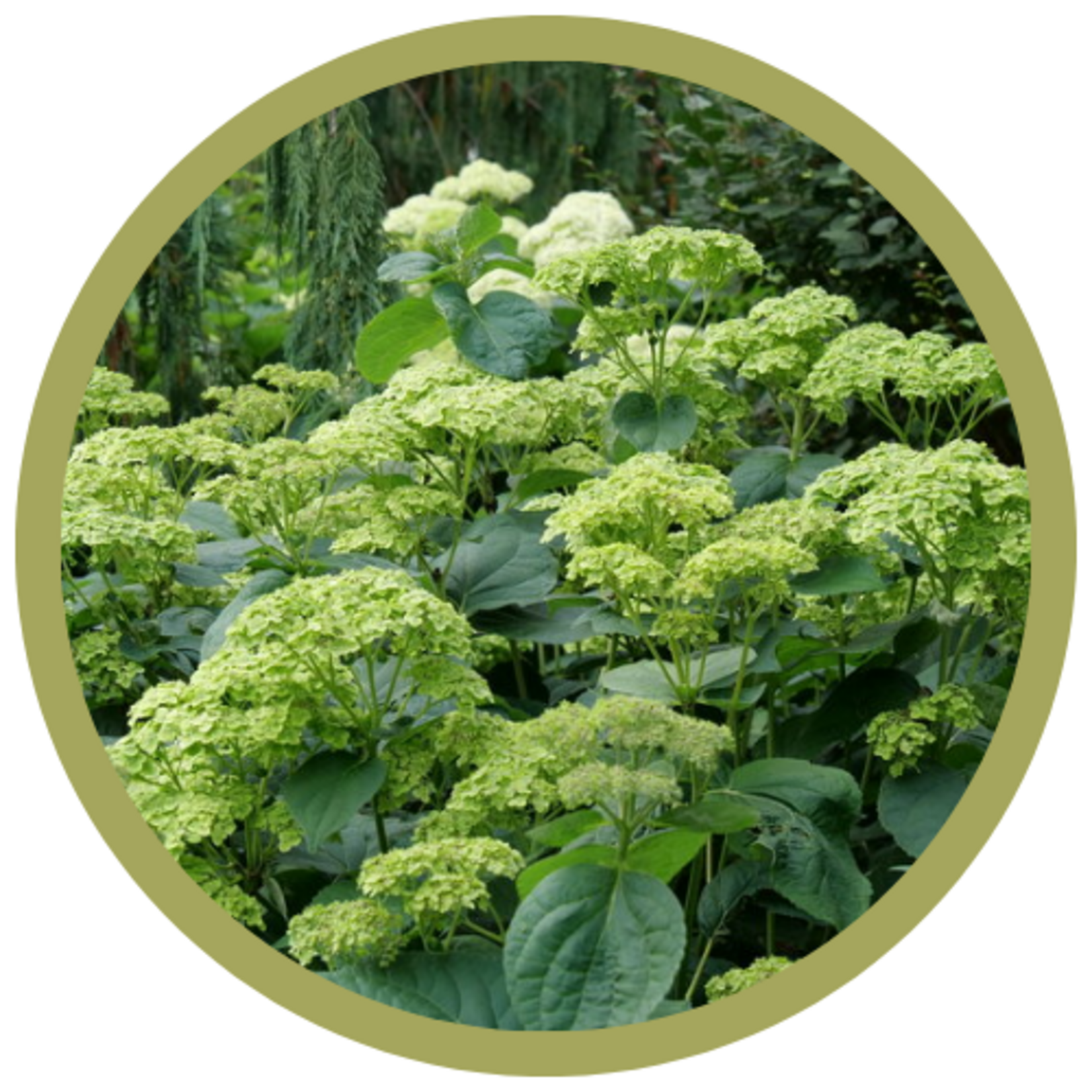 Hydrangea arborescens 'SMNHRL' Invincibelle Sublime