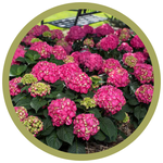 Hydrangea macrophylla 'Bailmacfive' Endless Summer Summer Crush