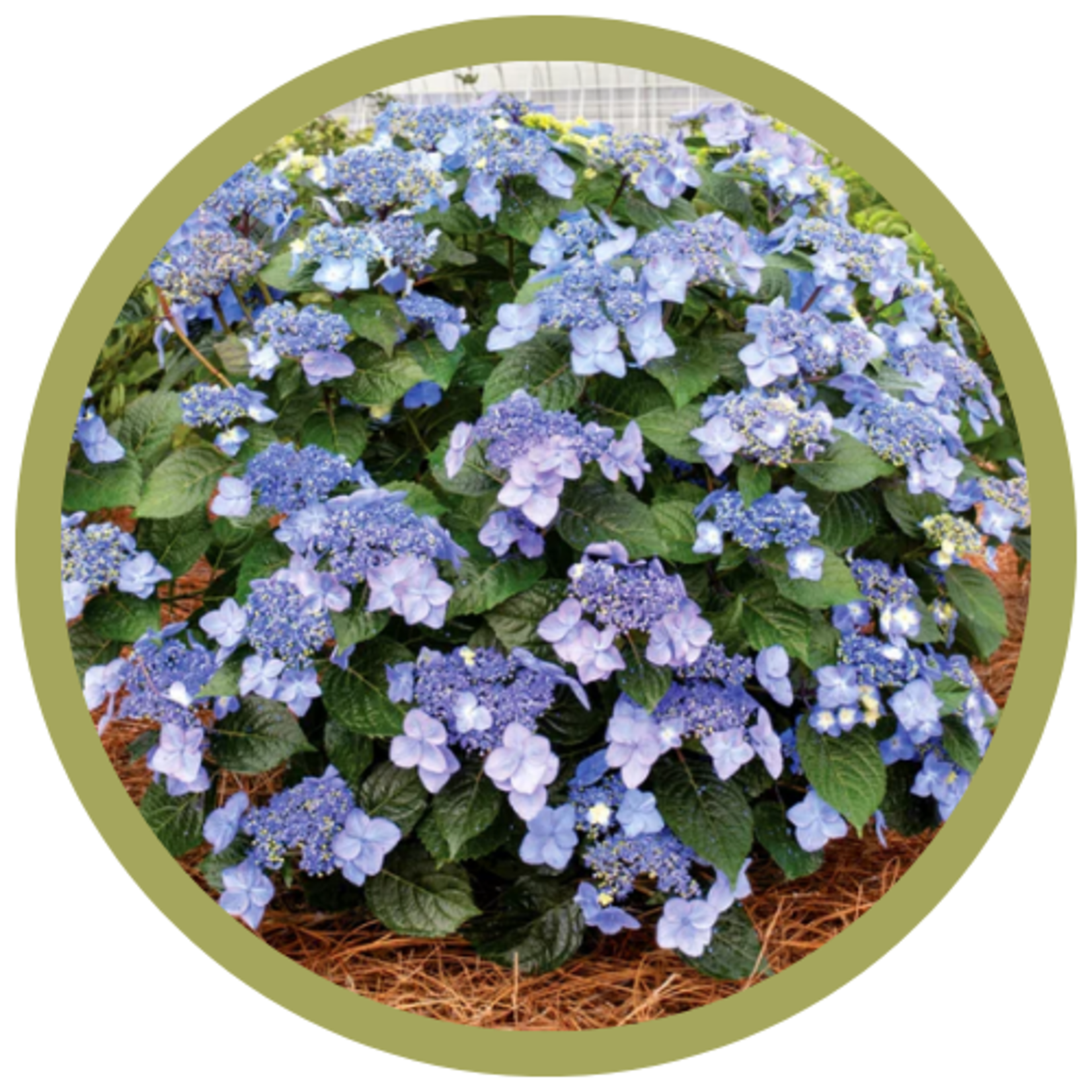Hydrangea macrophylla 'Bailmacsix' Endless Summer Pop Star