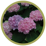 Hydrangea macrophylla 'Bailmer' Endless Summer The Original