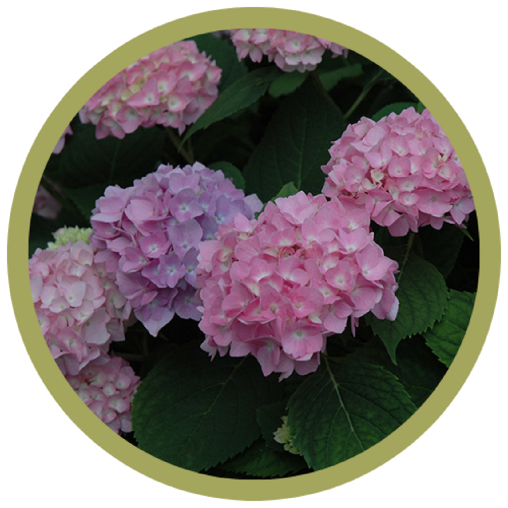 Hydrangea macrophylla 'Bailmer' Endless Summer The Original