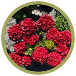 Hydrangea macrophylla 'Cherry-Go-Round' Re-Blooming Hydrangea