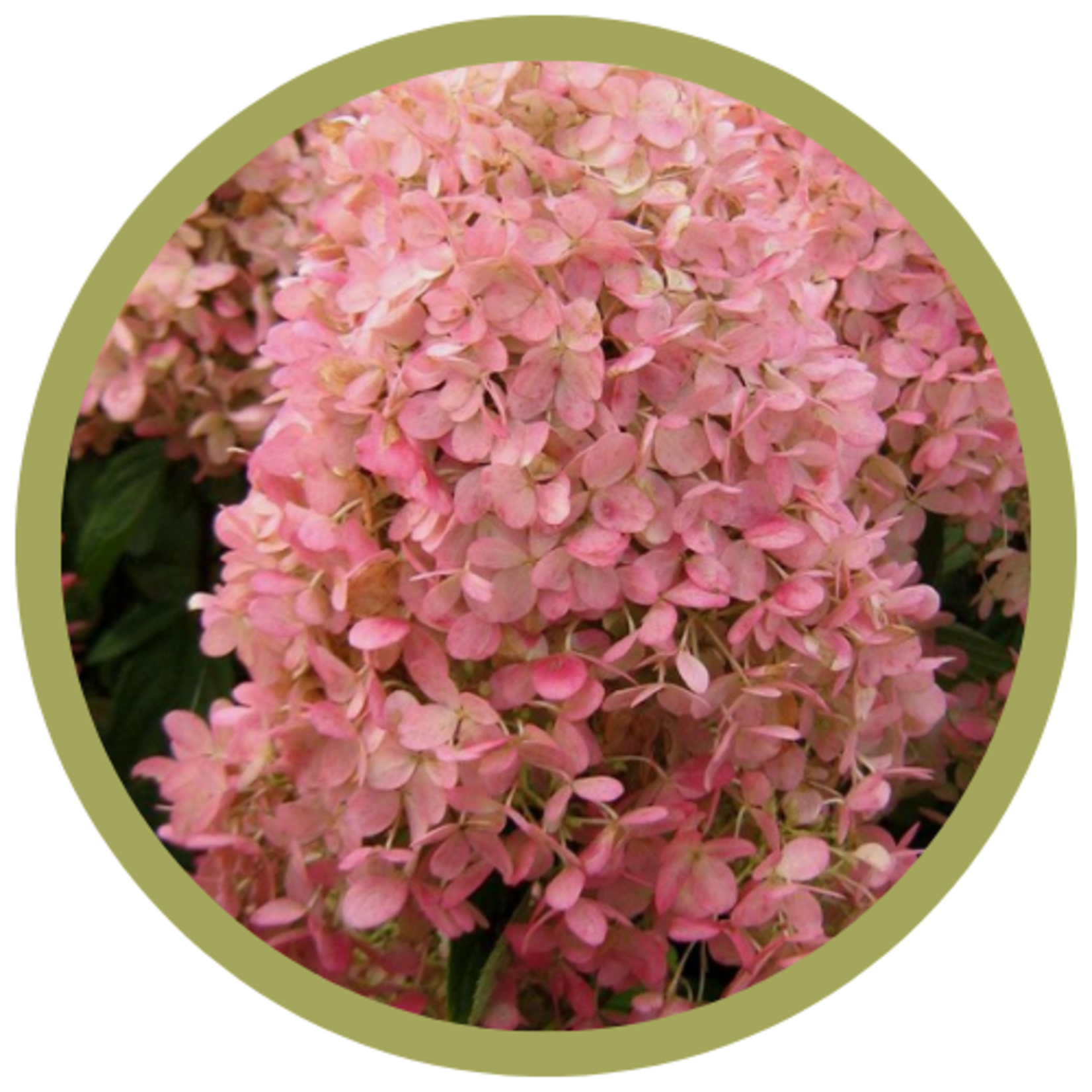 Hydrangea paniculata 'Bokrathirteen' Sweet Summer