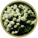 Hydrangea paniculata 'Bombshell'