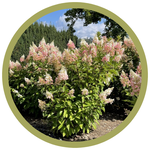 Hydrangea paniculata 'Candelabra'