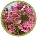 Hydrangea paniculata 'Wim's Red' Fire & Ice Hydrangea