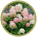 Hydrangea paniculata 'Firelight Tidbit'
